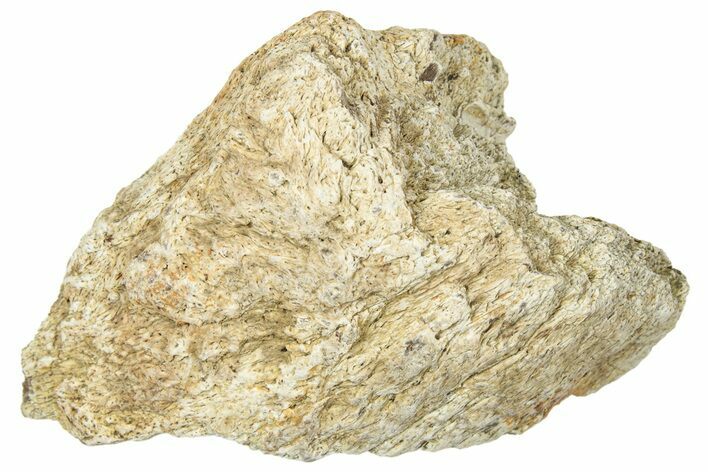 Dinosaur (Triceratops) Frill Shield Section - Montana #330182